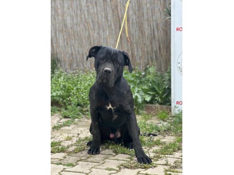 Cane Corso Üst Kalite