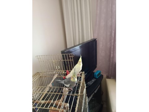 Çift Sultan Papağanlar