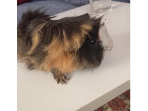 5 Aylık Ginepig 1 Kez Doğum Yaptı Dişi