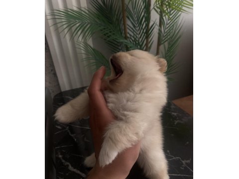 Üst Sekmen Sağlık Irk Garantili Pomeranian Yavrular