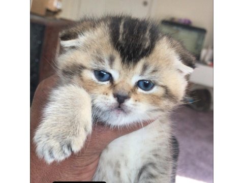 Scottish Black Golden Ny25