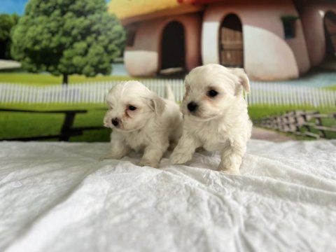 Maltese Yavru Köpekler