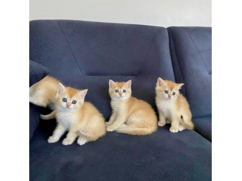 British Shorthair Golden Ny12 Dişi