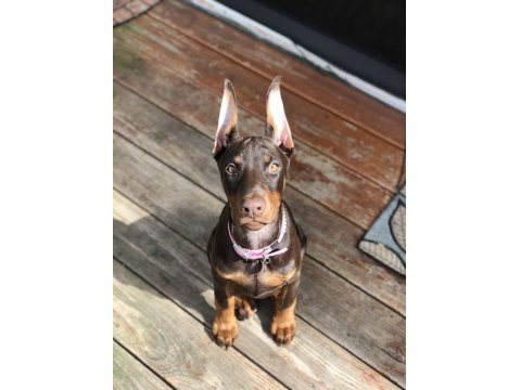 Sağlık Ve Irk Garantili Kızıl Dobermanlar