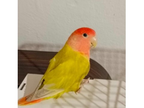 Dişi Sevda Papağanımız Yeni Sahibini Arıyor