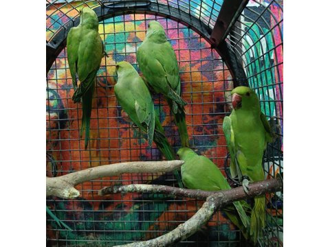 Kapalı Bilezik Pakistan Papağanları
