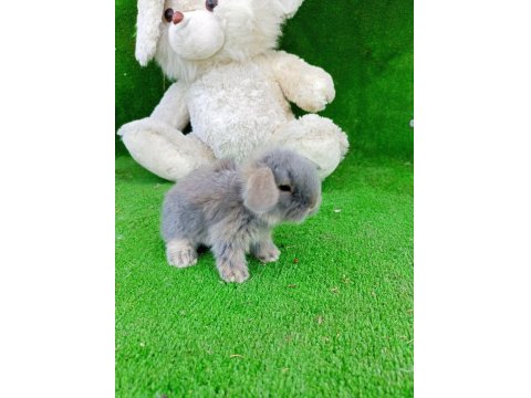 Hollanda Teddy Lop Tavşanlar Gönderim Var