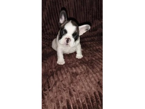 Anatomi Harikası Fransız Bulldog Yavrularımız