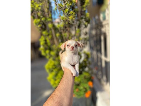 Teacup Mavi Göz Erkek Şivava Yavrum