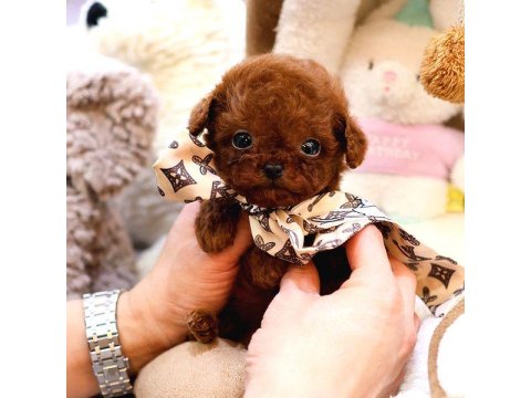 Safkan Toy Poodle Bebeklerimiz İçin Ulaşın
