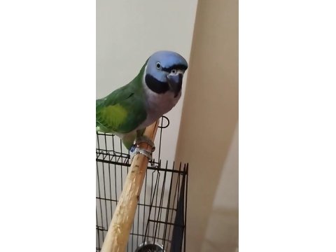 Lord Derbiyan Papağanı Jumbo Boy Bilezikli