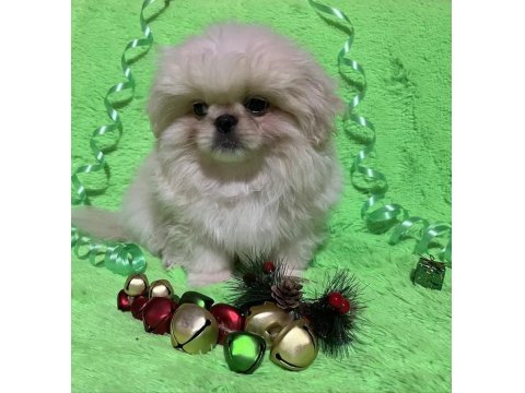 İmperyal Pekinez Köpeği Yavrularımız
