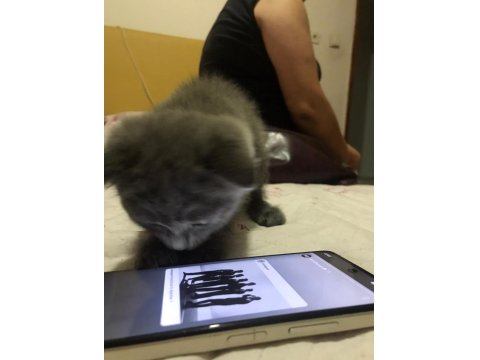 Scottish Fold 0 Numara Erkek Yavru