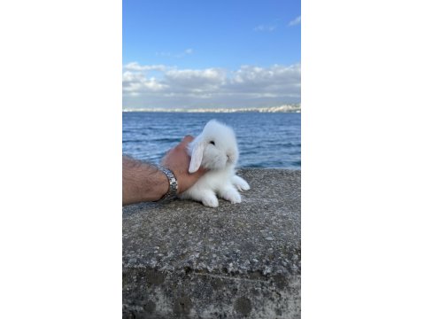 Hollanda Lop Tavşanlar Her İle Gönderilir Kafesleri İle Birlikte