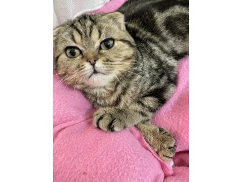 Scottish Yavru Kedi