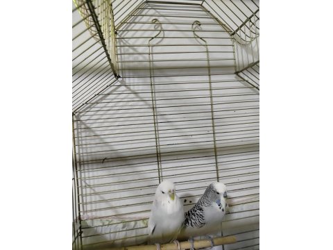 Jumbo Muhabbet Kuşu Hazır Takım Daha Önce Yavru Alındı