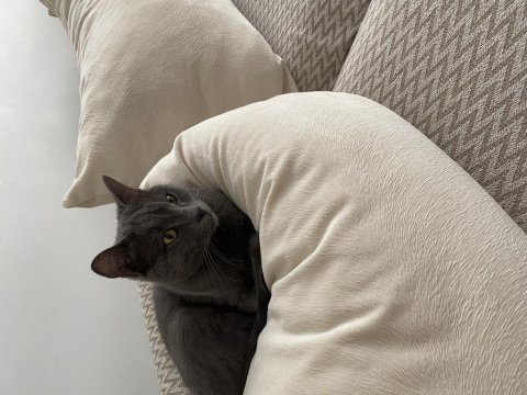 Kedime İyi Bir Aile Arıyorum Takip Şartı İle