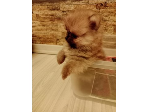 Ömürlük Irk Garantili Pomeranianlar