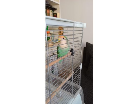 Sevda Papağanı 2 Yaşında