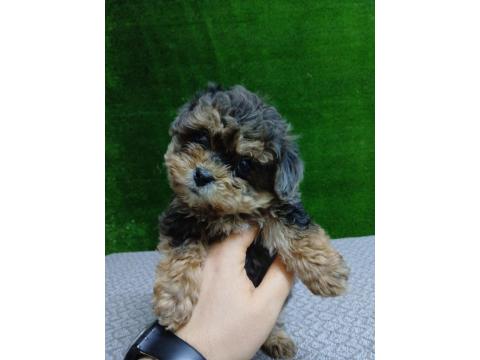 Maltipoo Merle Tan Irk Ve Sağlık Garantili