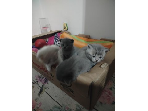 Tatlımı Tatlı Bebiş Kediler Burada