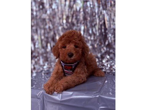Safkan Cins Toy Poodle Yavrular