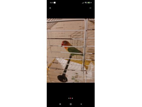 2 Yaşında Erkek Cennet Papağanı