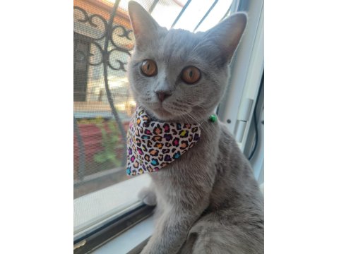 Peri Kızım British Shorthair