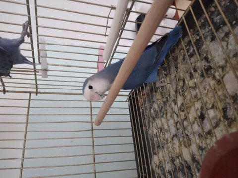 Dişi Sevda Papağanı