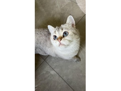 5 Yaşında British Shorthair Ücretsiz Sahiplendirme