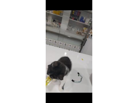 Smokin British Sahiplendirme Ücretsiz