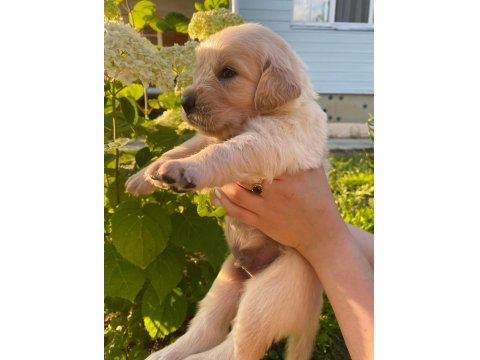 Golden Retriever Yavrular Gelip Görerek Alabilirsiniz Adrese Teslimat Var