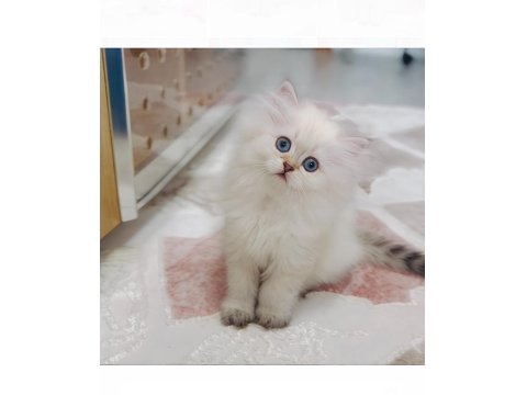 Kdimiz Çocukların Sevimli Arkadaşı