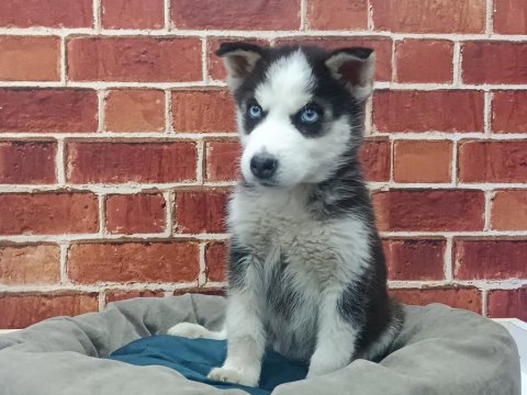 Sibirya Kurdu Yavrular