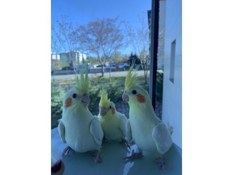 Ele Alışkın Yavru Sultan Papağanı