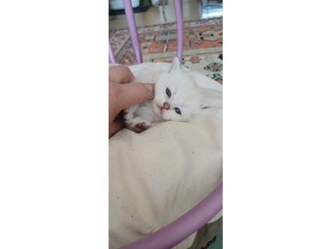 Anne Sütünden Kesilmek Üzere İran Kedisi (Persian)