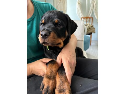 Koca Kafalı Rottweiler Bebekler