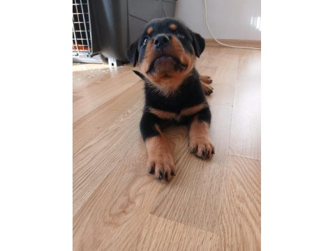 Şecereli Rottweiler Yavrularımız Yeni Ailesini Bekliyor
