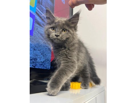 Maıne Coon Yavrumuz