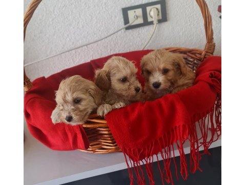 Teslime Hazır Teacup Maltipoo Minnaklarım