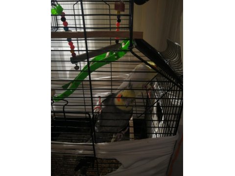 Sağlıklı Takım Sultan Papağanı