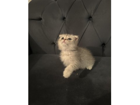 Safkan Scottish Fold Yavrular Ayı Surat 2 Aylık