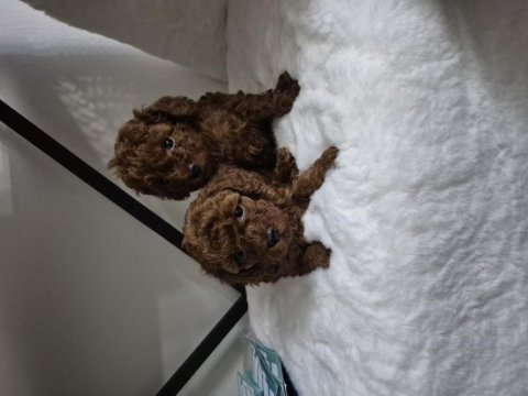 Kore Tea Cup Poodle Yavrular