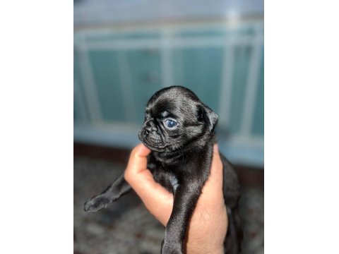 Pug Mops Pink Taşıyıcı