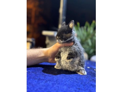 Safkan Hollanda Mini Cüce Tavşanlarımız Her Yere Gönderim