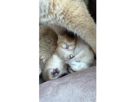 Goldenların Sarısı British