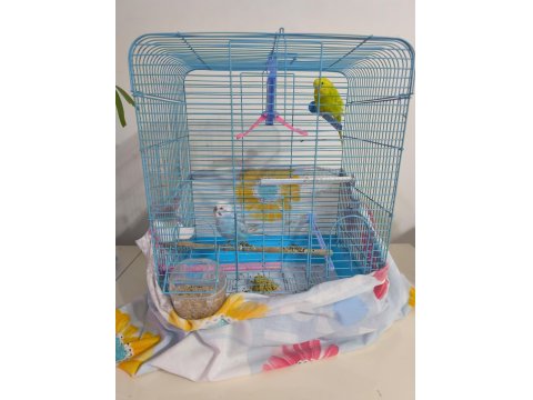 Konuşan Muhabbet Kuşu Çift Mükemmel İkili