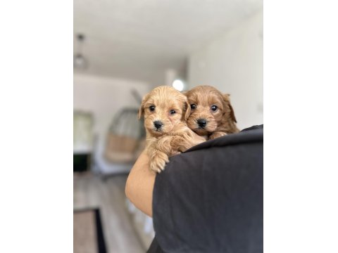 Sevecen Maltipoo