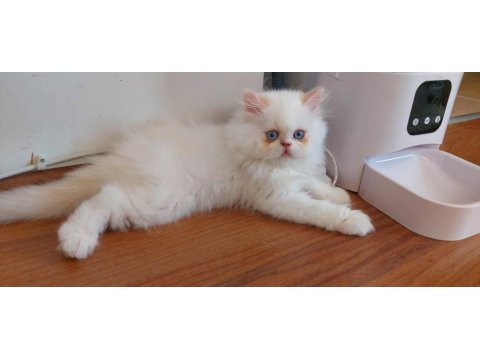 2 Aylık Erkek Bebek Köpeğimiz Yuva Arıyor