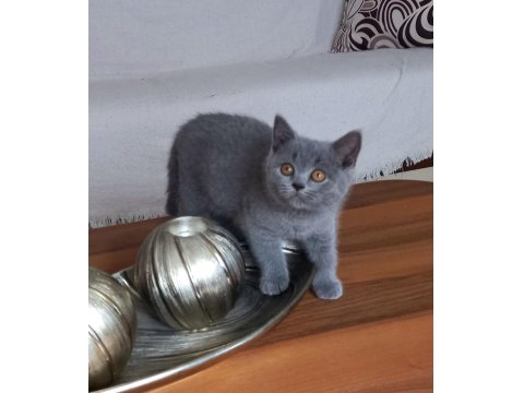 Klasik Blue Renk British Shorthair Dişi Yavru